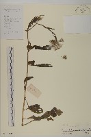 昭和草藏品圖，第1張