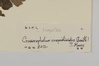 昭和草藏品圖，第3張