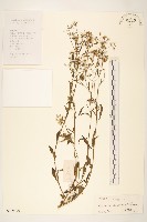 一枝香藏品圖，第1張