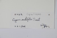 銳葉山柑藏品圖，第2張