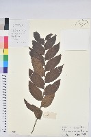 毛果算盤子藏品圖，第1張