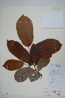 登錄號:S129197藏品圖，第1張