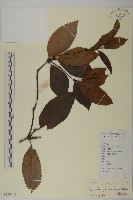 草珊瑚、紅果金粟蘭藏品圖，第1張