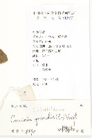 紅瓜藏品圖，第2張