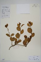 武靴藤藏品圖，第1張