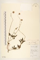 長柄菊藏品圖，第1張