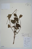 土牛膝藏品圖，第1張