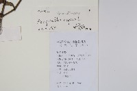 土牛膝藏品圖，第2張