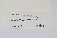 土牛膝藏品圖，第2張