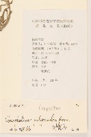 多莖鼠麴草藏品圖，第2張