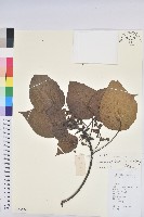 血桐藏品圖，第1張