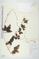 番仔藤藏品圖，第1張