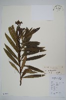 洋夾竹桃藏品圖，第1張