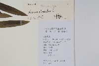 洋夾竹桃藏品圖，第2張