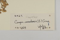 加拿大蓬藏品圖，第3張