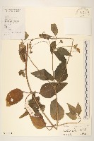 雙花蟛蜞菊藏品圖，第1張