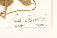 雙花蟛蜞菊藏品圖，第3張