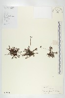 長柱茅膏菜藏品圖，第1張