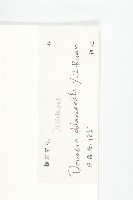 長柱茅膏菜藏品圖，第3張