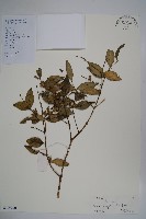 大葉黃楊藏品圖，第1張