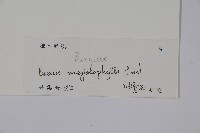 大葉黃楊藏品圖，第2張