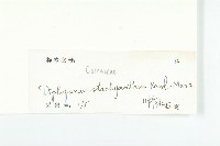 馬蹄參藏品圖，第3張