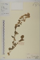 登錄號:S129278藏品圖，第1張