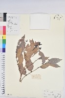 錫蘭饅頭果，香港饅頭果，大葉饅頭果，香港算盤子藏品圖，第1張