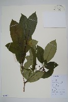 催吐蘿芙木藏品圖，第1張