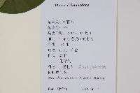 催吐蘿芙木藏品圖，第2張