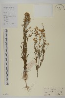 加拿大蓬藏品圖，第1張