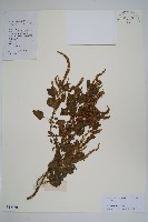 野莧菜藏品圖，第1張