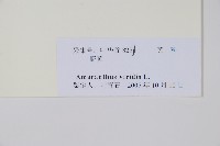 野莧菜藏品圖，第2張