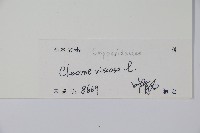 向天黃藏品圖，第2張