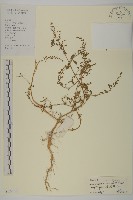 變葉藜藏品圖，第1張