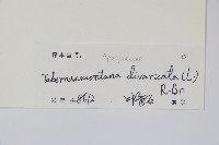馬蹄花、馬茶花、山馬茶藏品圖，第2張