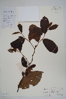 登錄號:S129322藏品圖，第1張