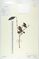 山紅柿藏品圖，第4張