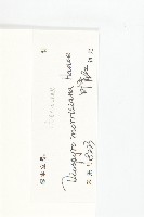 山紅柿藏品圖，第6張