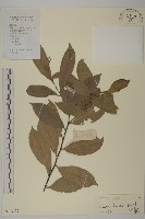 南華南蛇藤，青江藤藏品圖，第1張