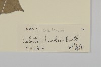 南華南蛇藤，青江藤藏品圖，第3張