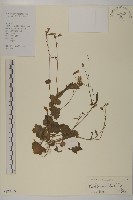 紫背草藏品圖，第1張