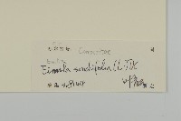 紫背草藏品圖，第3張