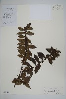 密毛假黃楊藏品圖，第1張