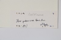 密毛假黃楊藏品圖，第2張