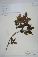 谷木葉冬青藏品圖，第1張