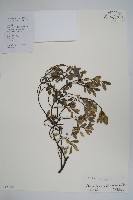 中國念珠藤藏品圖，第1張