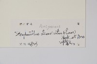 羊角扭藏品圖，第2張