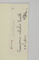 亮葉衛矛、中華衛矛藏品圖，第3張