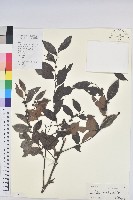 白背算盤子藏品圖，第1張